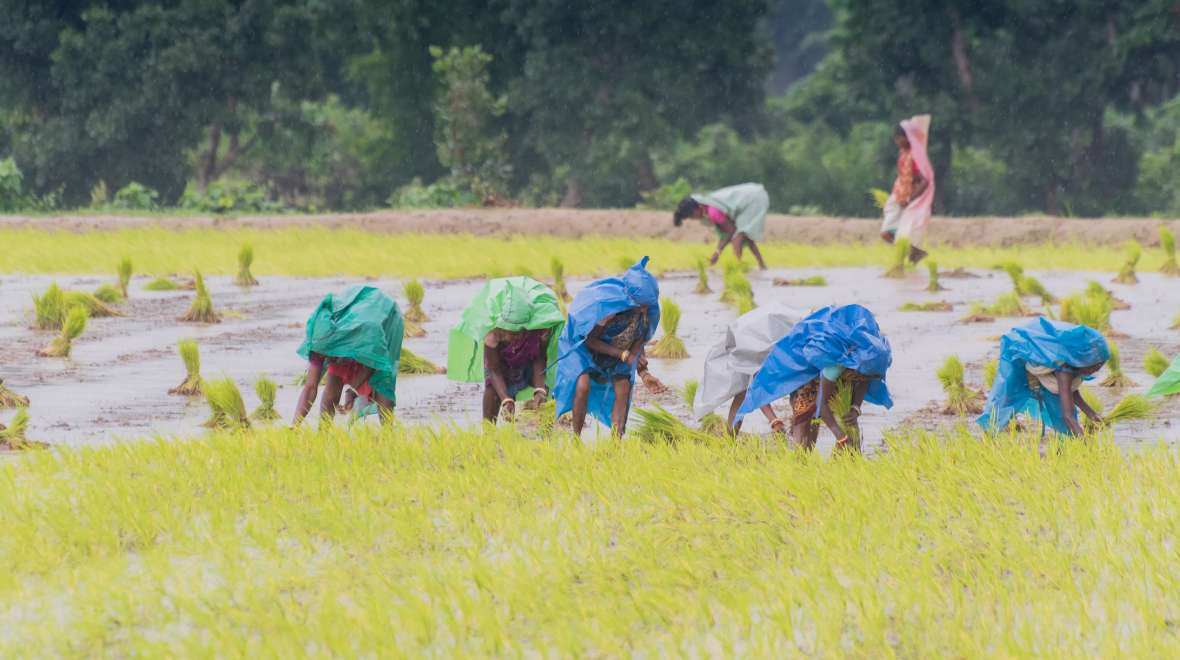 Woman at farming paddy in India image by mitrarudra on AdobeStock